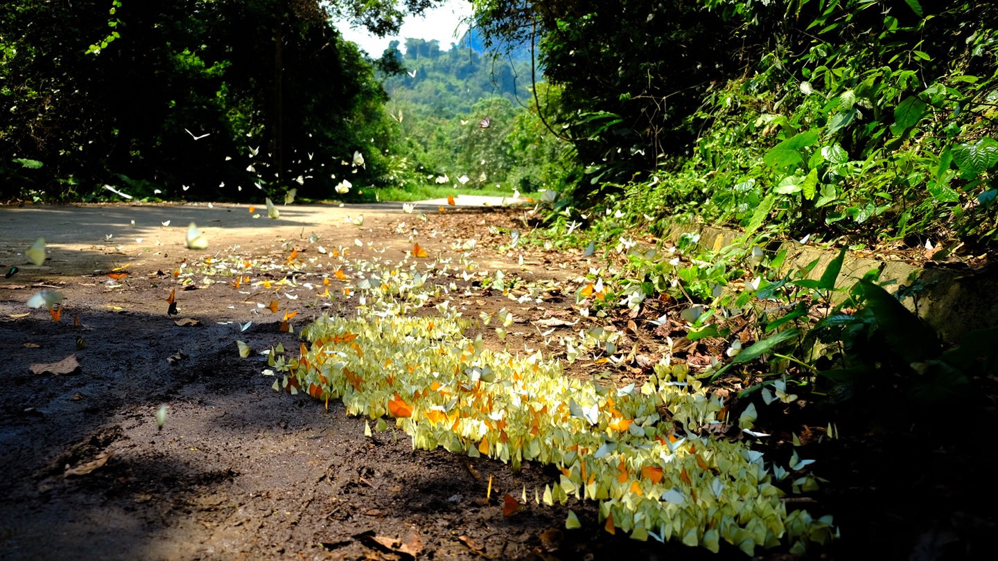 lac-loi-giua-mua-buom-tai-rung-quoc-gia-cuc-phuong1-dulichgiaitrivn-du-lich-1650875722.jpg