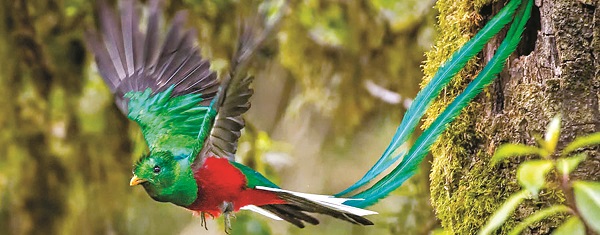 Bí ẩn loài chim sẵn sàng ‘tuyệt thực’ tự vẫn nếu bị nhốt-dulichgiaitri.vn