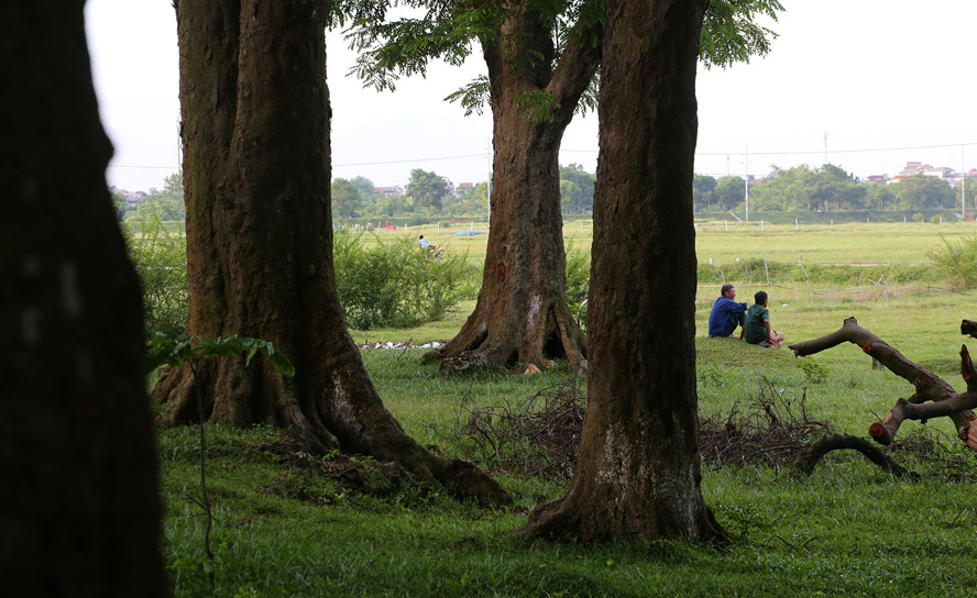 Nỗ lực ‘bảo tồn’ quần thể lim xanh tại đền Và-dulichgiaitri.vn