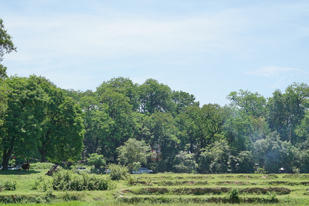 Nỗ lực ‘bảo tồn’ quần thể lim xanh tại đền Và-dulichgiaitri.vn