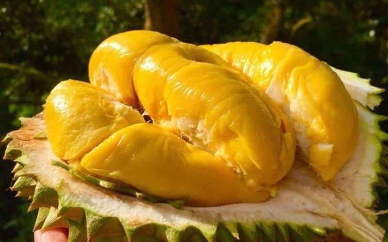 Sầu riêng Ri6 cháy hàng tại Australia-dulichgiaitri.vn