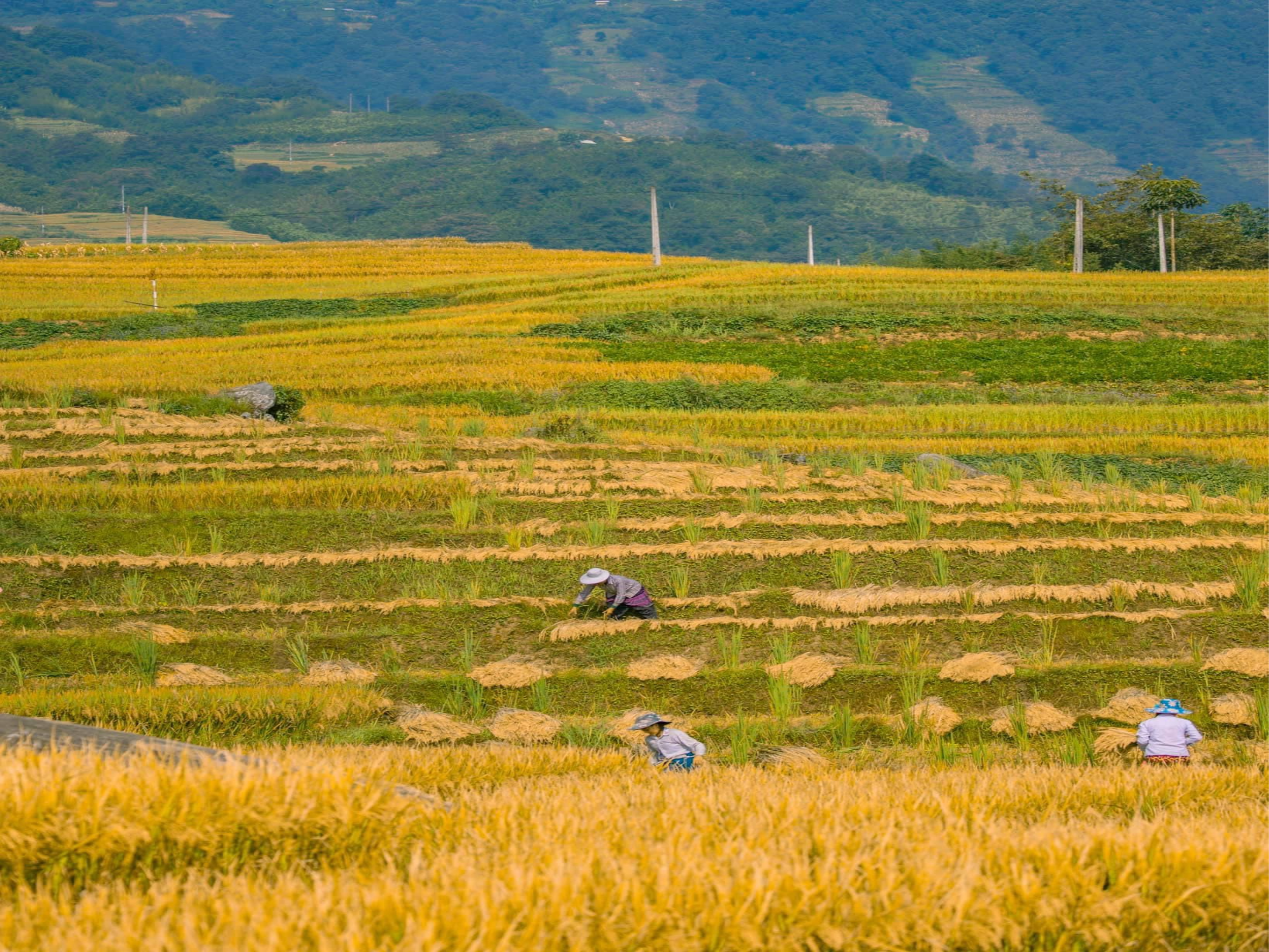 Lào Cai: Thung lũng ruộng bậc thang Thề Pả mùa lúa chín-dulichgiaitri.vn Lào Cai: Thung lũng ruộng bậc thang Thề Pả mùa lúa chín-dulichgiaitri.vn