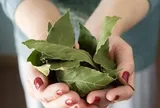 Loại lá dân dã của Việt Nam xưa không ai lấy, nay trời Tây bán giá 2 triệu đồng/kg