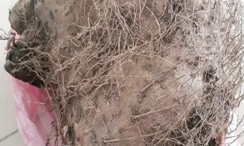 Lào Cai: 7 người phải nhập viện do ngộ độc quả rừng