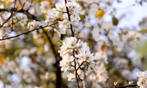 Lên Lùng Cúng (Yên Bái) ngắm rừng hoa sơn tra giữa lưng chừng trời