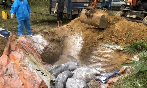 Hà Giang: Xử lý 12 vụ vi phạm kinh doanh lợn và thịt lợn trong đợt cao điểm, tiêu hủy trên 3,3 tấn sản phẩm vi phạm
