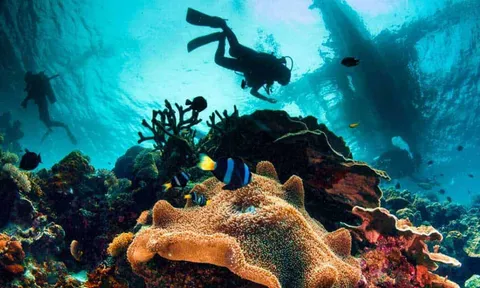 Nhiều tour ngắm san hô được khai thác bừa bãi