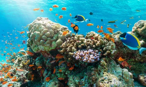 Người làm tour san hô ở Hòn Mun kêu khổ