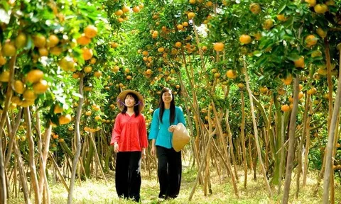 Du lịch nông nghiệp: 'Mỏ vàng' của du lịch Bến Tre