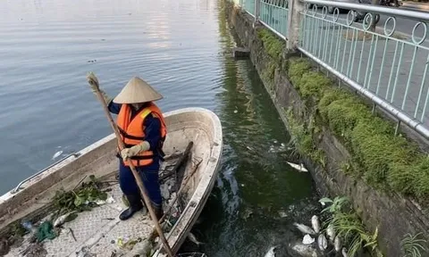 Khẩn trương xác định nguyên nhân cá chết nổi trắng một góc hồ Tây