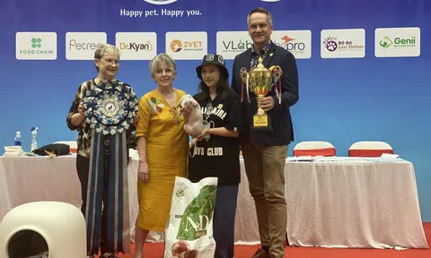 Độc đáo cuộc thi sắc đẹp mèo tại Hà Nội