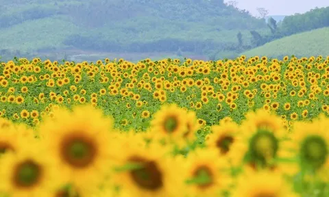 Cánh đồng hướng dương của trang trại TH mở cửa đón khách tham quan từ 16/12/2025