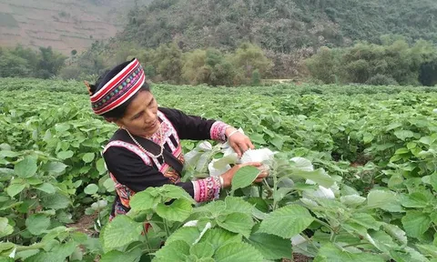Cánh đồng gai xanh kỳ diệu của người phụ nữ Xa Phó