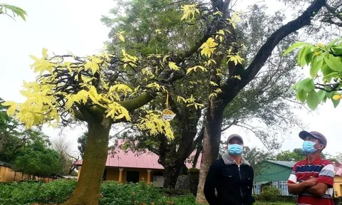 Mục sở thị cây mai đột biến quý, lạ ở Huế