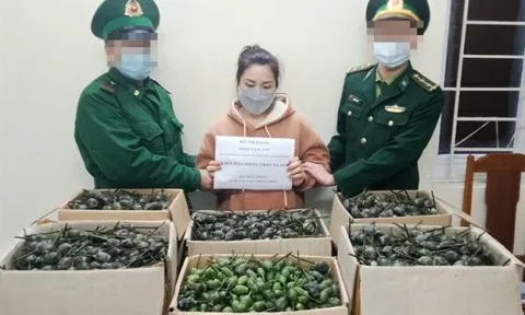 Thanh Hóa: Bắt "nữ quái" vận chuyển trái phép 40kg quả thuốc phiện