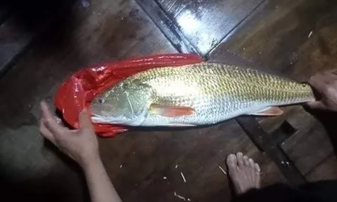 Xôn xao thông tin ngư dân Hà Tĩnh bắt được cá sủ vàng quý hiếm