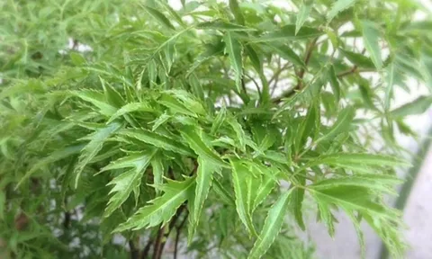 6 loại cây cảnh vừa đẹp, vừa dễ chăm, tốt cho sức khỏe, lại... ăn ngon