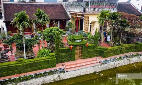 Hà Nội: Ngắm cổng rào “độc nhất vô nhị” bằng cây ô rô 30 năm tuổi
