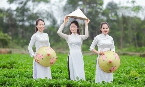 “Thiên đường chè Nam Trà” hút khách thăm quan, check-in