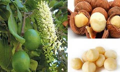Phát triển Mắc ca thành ngành hàng sản xuất hiệu quả, bền vững