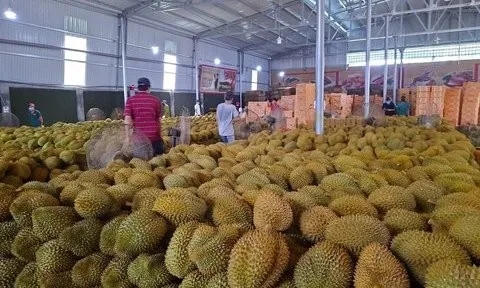 Cơ hội mới cho sầu riêng Đắk Lắk