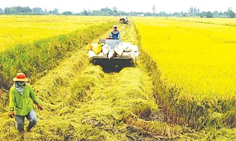 Thị trường nông sản tuần qua: Giá lúa nếp tăng mạnh, cà phê tiếp tục tăng