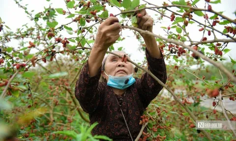 Tất bật thu hoạch dâu tằm nơi ngoại thành Hà Nội