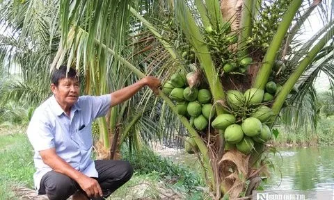 Lão nông tần tảo bắt đất trả vàng