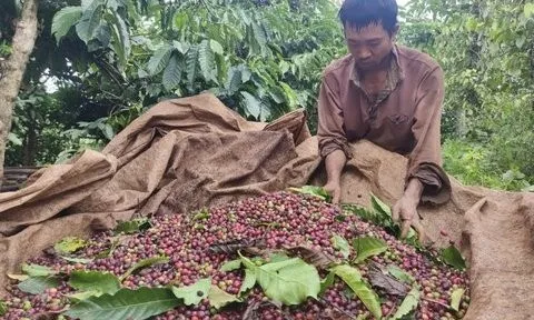 Ngược ngàn mưu sinh