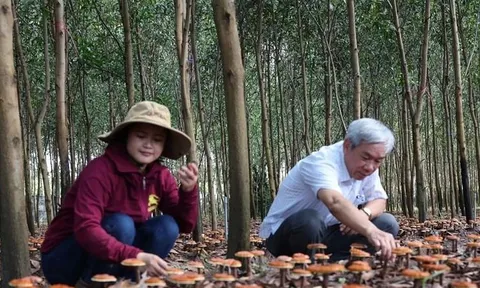 Phát triển dược liệu: Cách làm giàu từ rừng