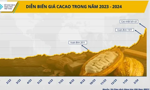Thị trường ca cao thế giới đang tạo nên bước ngoặt mới