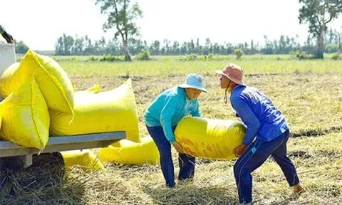 Giá lúa gạo sẽ sớm tăng trở lại
