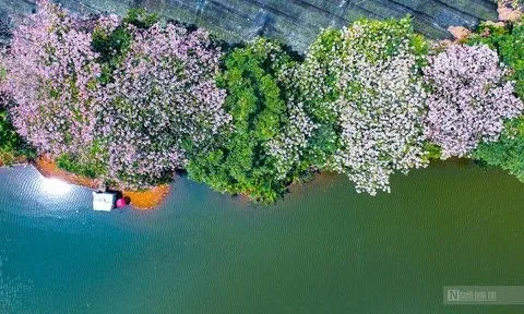 Ngắm kèn hồng nở rộ trên cao nguyên