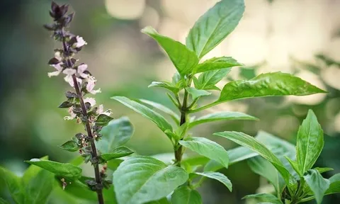 Những lợi ích tuyệt vời của cây húng quế không phải ai cũng biết
