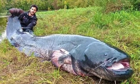 Nam thanh niên câu được con cá nheo khổng lồ dài 2,4 mét trên sông