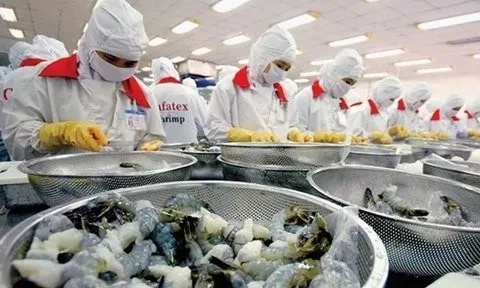 Xuất khẩu tôm có nhiều triển vọng tại thị trường Nhật Bản