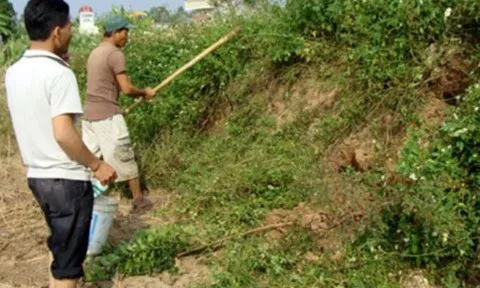 Theo anh nông dân săn con đặc sản làm món "trinh nữ kén chồng"
