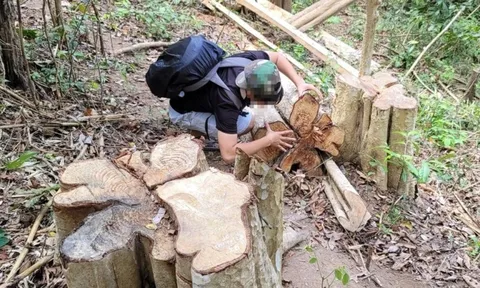 Gia Lai: Bắt đối tượng cầm đầu vụ khai thác hơn 150m3 gỗ trái phép