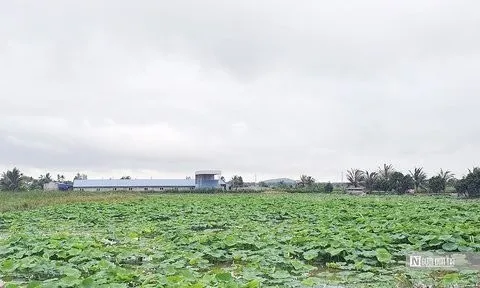 Hải Phòng: Giảm 300 ha ruộng bỏ hoang nhờ tích tụ ruộng đất