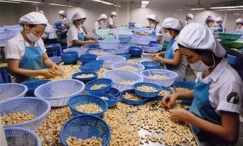 Xuất khẩu hạt điều dự báo tăng trưởng trong quý II/2024