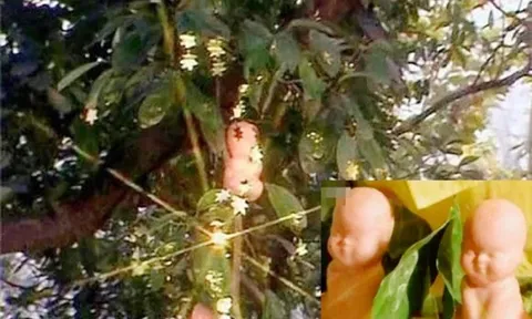 Quả nhân sâm nghìn năm trong Tây du ký 1986 và sự thật bất ngờ?