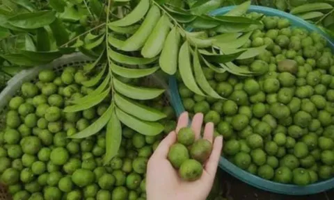 Giá nông sản hôm nay 10/5: Cà phê lấy lại đà, sầu riêng tăng trưởng khá, sấu non đầu mùa đắt hàng
