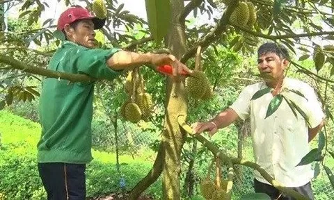 Đồng Nai: Đến vụ thu hoạch sầu riêng, nông dân đặt nhiều kỳ vọng
