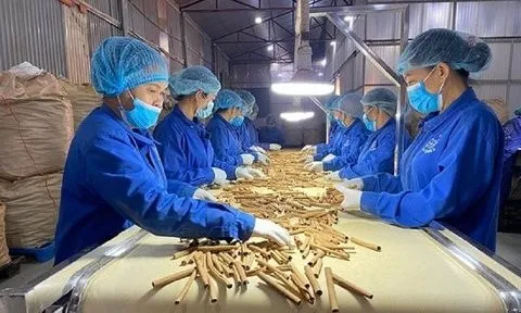 Xuất khẩu quế 4 tháng đầu năm đạt 65,2 triệu USD