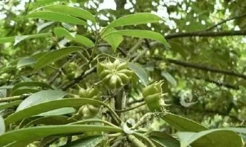 Loại hoa được coi là “báu vật” trời ban, Việt Nam vừa xuất khẩu hơn 1.000 tấn sang Ấn Độ