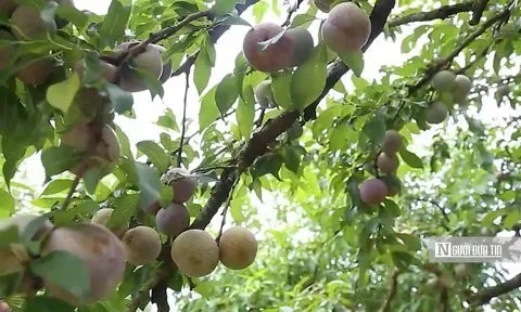 Mộc Châu - Thung lũng mận Nà Ka: Hội tụ vẻ đẹp mùa thu hoạch