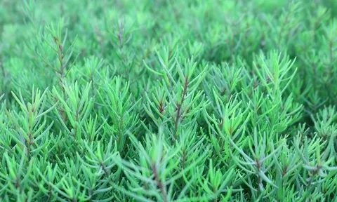Loại rau dại xưa “cứu đói” nay thành đặc sản