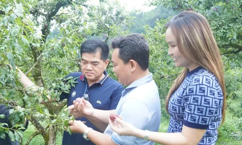 Saigon Co.op cam kết tiêu thụ mận hậu và nông sản tỉnh Sơn La