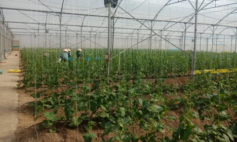 Sản xuất nông nghiệp của Bắc Giang phát triển ổn định