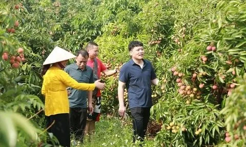 Sẵn sàng đón "mùa du lịch vải" ở Lục Ngạn